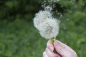 a hand holding a scattering dandelion
